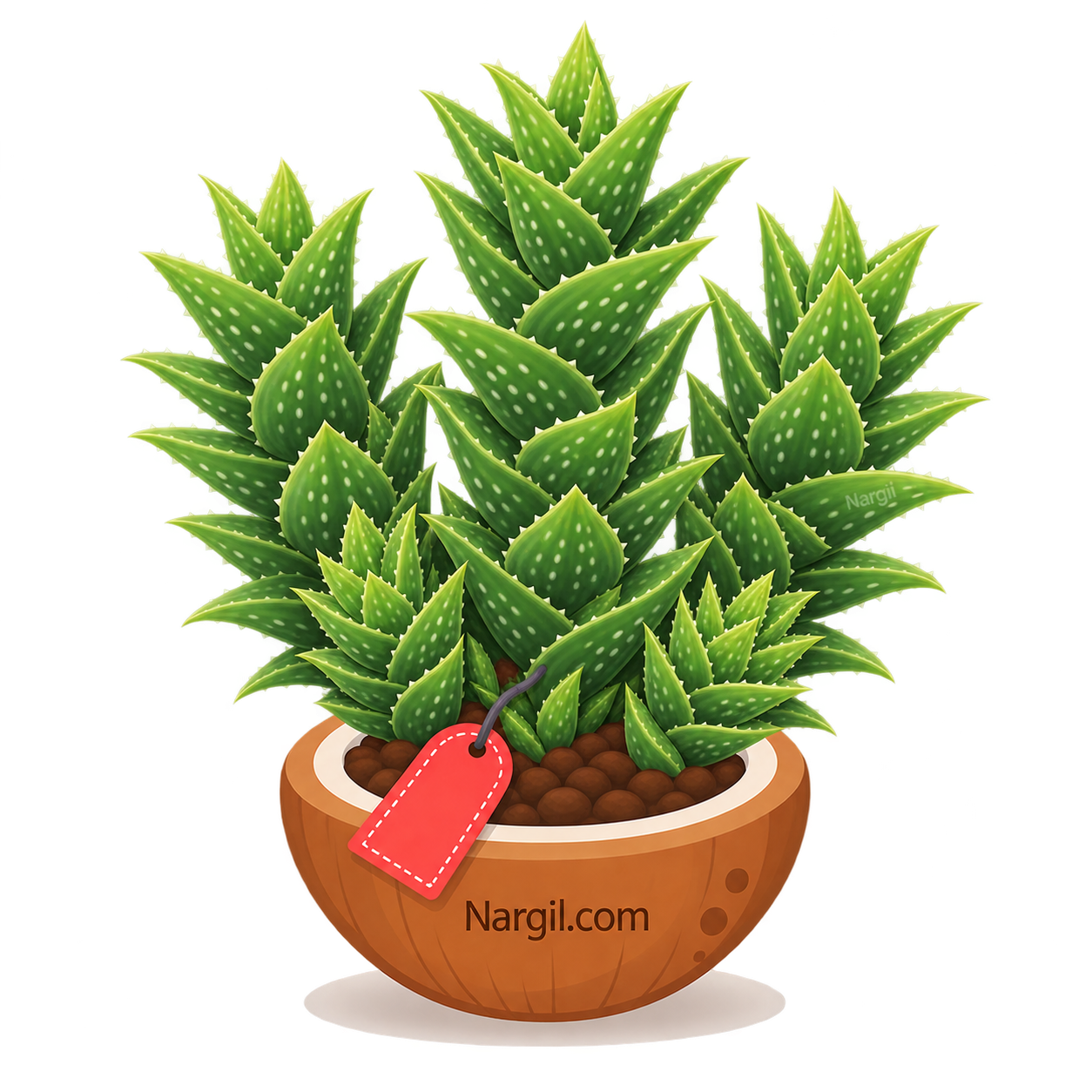 Nargil_Aloe juvenna